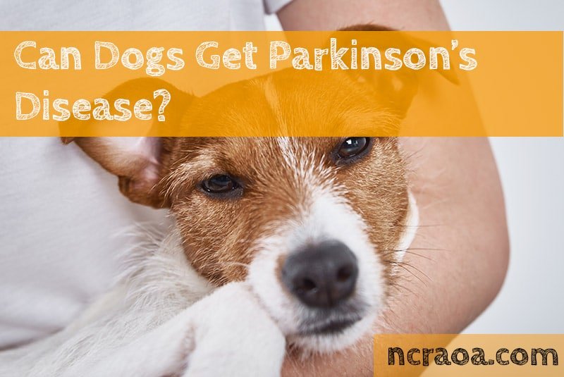 Can Dogs Get Parkinsonâs Disease?