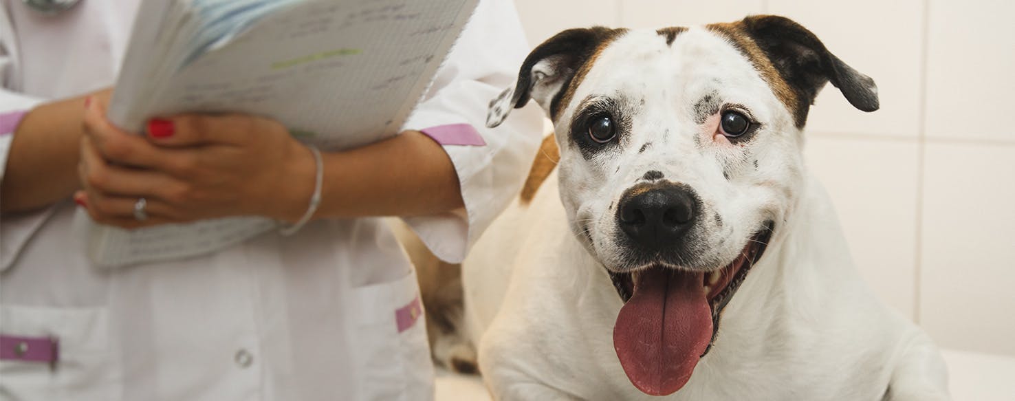 Can Dogs Get Parkinsons?