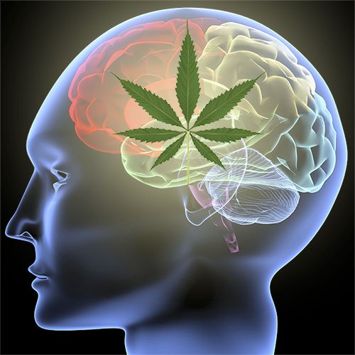 Cannabis for Parkinsons available in Tucson Arizona