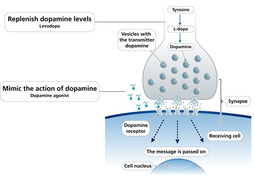Dopamine agonists  Dopamine Receptor Agonists  Dopaminergic Agonists