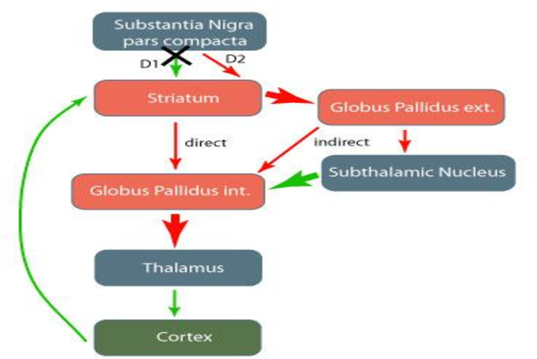 Figure 4 from A Review on Parkinsonâs Disease: Its Pathophysiology ...