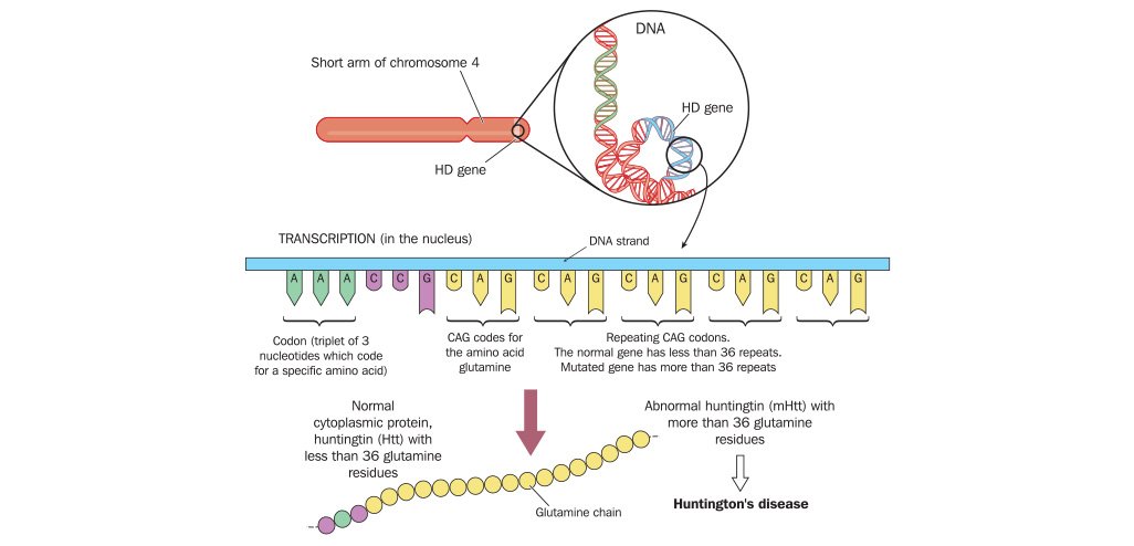 Huntingtonâs disease gene