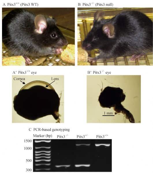 Transcription factor Pitx3 mutant mice as a model for Parkinsons disease