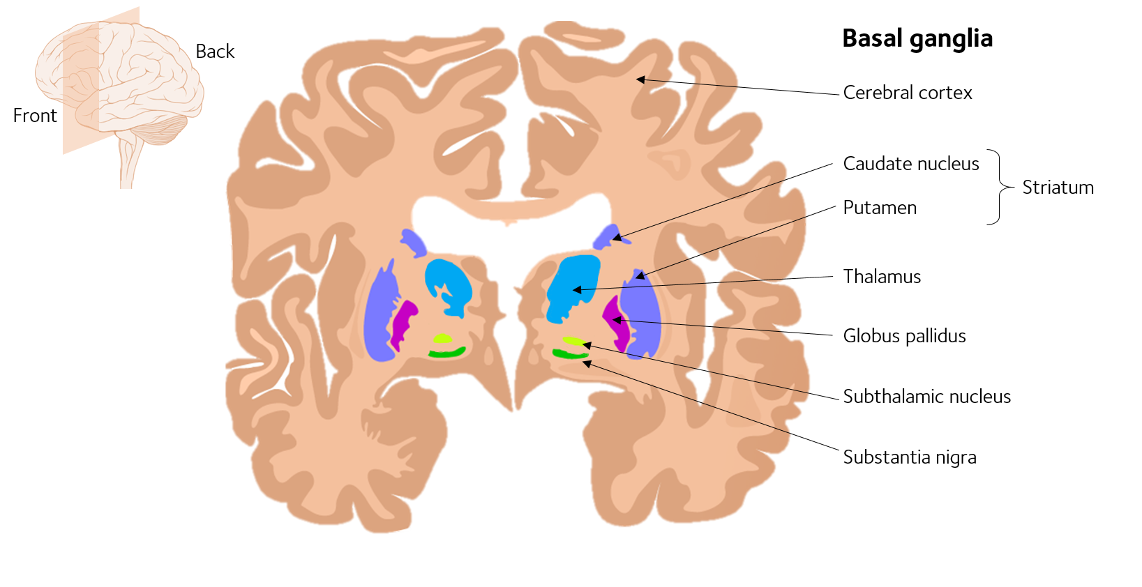 What brain areas are affected by Parkinson’s? – Parkinson ...